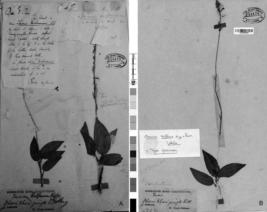 Ann. BOT. Fennici Vol. 51 Rediscovery of Zeuxine rolfiana with a note on its typification 411 Fig. 2. Zeuxine rolfiana. A: Lectotype (CAL 459475). B: Isolectotype (CAL 459476).