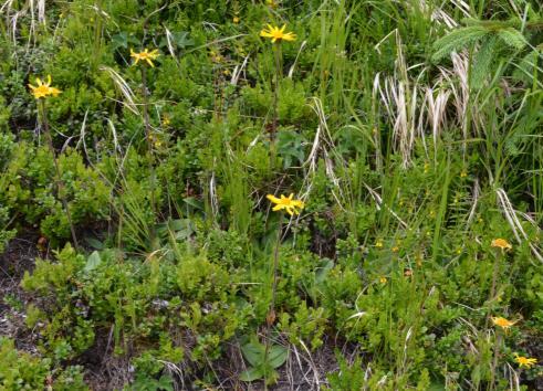 PLANT COMMUNITIES WITH ARNICA MONTANA IN NATURAL HABITATS FROM 4 5 Photo 4, 5. Arnica montana in Alpine and Boreal heaths.