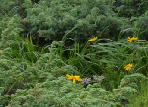 Ecological characteristics of the six plant communities with Arnica montana in the central region of Eastern Carpathians.