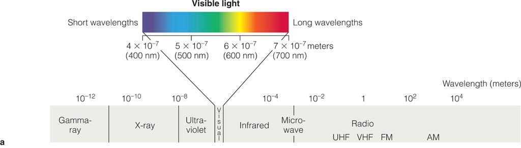 Wavelengths and Colors Different colors of