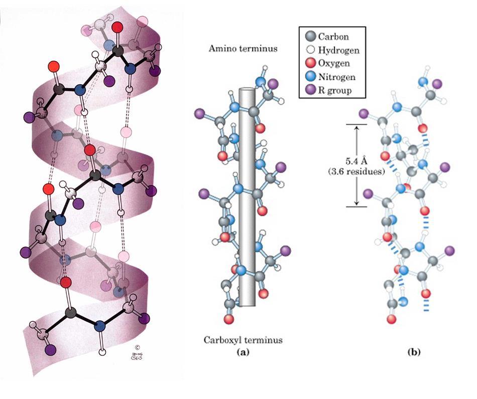 -helix Hydrogen bonding network: i - i+3 residue (3 10