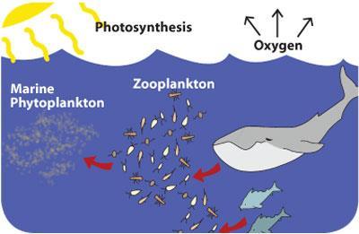 The Most Important Organism You Never See Large and small animals filter plankton
