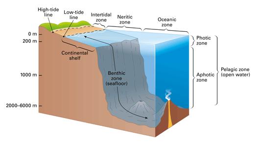 OCEAN ZONES 1. Intertidal Zone 2.