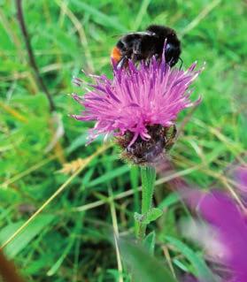 The best possible plants we can have for our bees are native Irish plants. This how-to-guide will show you how to collect seed from native plants and save them successfully for sowing yourself.