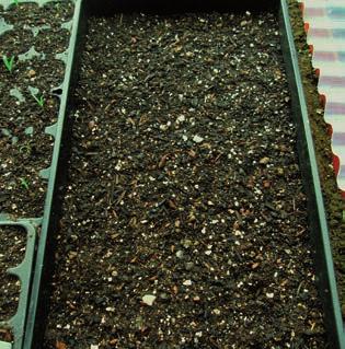 Storing your seed How to use your seed to provide wildflowers for