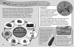 The Life Cycle of a Flowering Plant Focus: Students draw upon their own observations of their plants as well as research and class