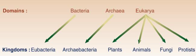 PRACTICE!! 1) Identify the organism using the dichotomous key Figure 1. Write its scientific name properly.