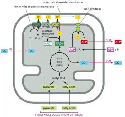 Mitochondrion function Chemiosmotic theory postulates (P.