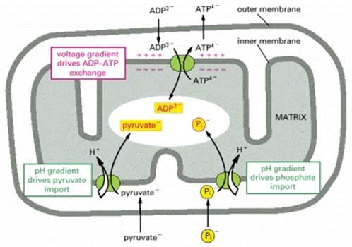 ATP synthase produces ATP dissipating the proton gradient; 3 Mitochondrial inner membrane contains carrier proteins trafficking the metabolites; 4 Mitochondrial inner membrane is practically