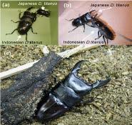 Scientists successfully crossed Japanese stag beetles with Sumatra stag beetles and found that they could produce fertile offspring.