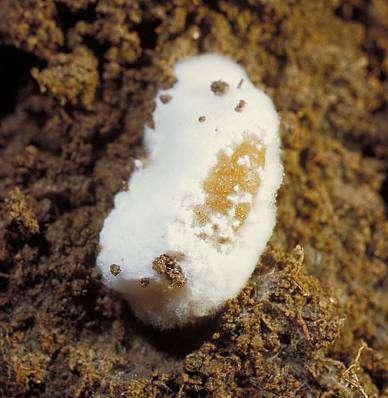 Japanese beetle larva