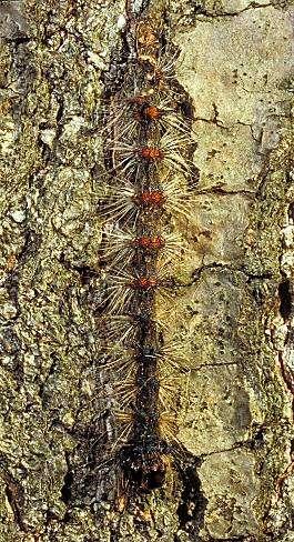 A gypsy moth larva infected