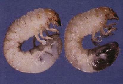 Milky Spore Disease (Paenibacillus popilliae) Dan Potter, Univ.