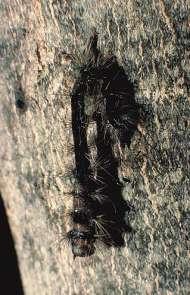A gypsy moth larva killed by a viral disease. 3) Viruses Highly specific to plant pests (e.g., moths, beetles, sawflies) Must be