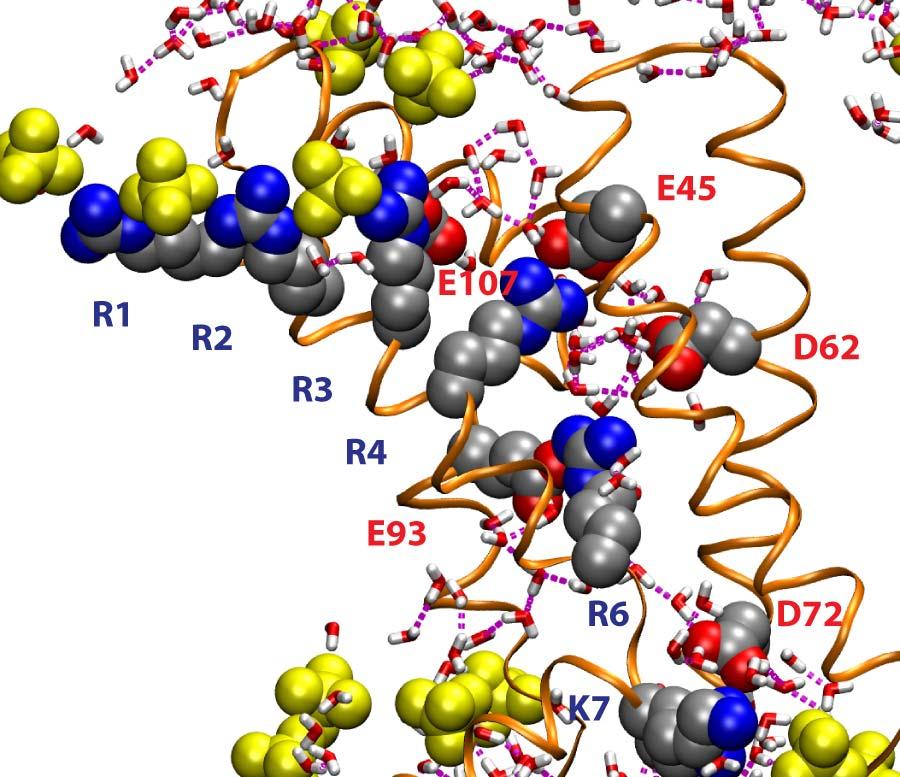 Figure S5. VSD configuration snapshot from a 5 μs unpolarized control simulation (after 4.2 μs). Molecular representations and color scheme are as in Fig. 1.