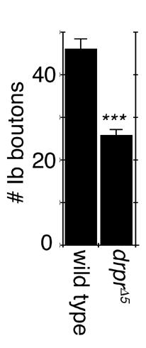 interferes with NMJ growth PLoS Biol 7(8): e1000184. doi:10.