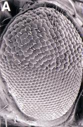 Example of how flies advanced our understanding of disease Tuberous