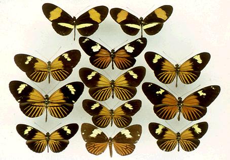 Figure 16. Mimicry rings amongst the Heliconius species of East Peru; figure from J. Mallet. Top row, with bright yellow hind-wing band, are H. melpomene and H. erato.