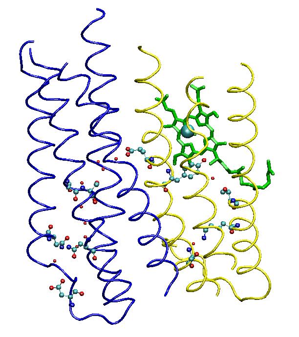 B by heme a 3 and Cu B, and pore C by heme a and its hydroxyethylfarnesyl side chain. The two heme groups are sitting in the same level of the membrane (Fig. 2b).