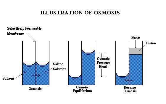 Types of Diffusion: