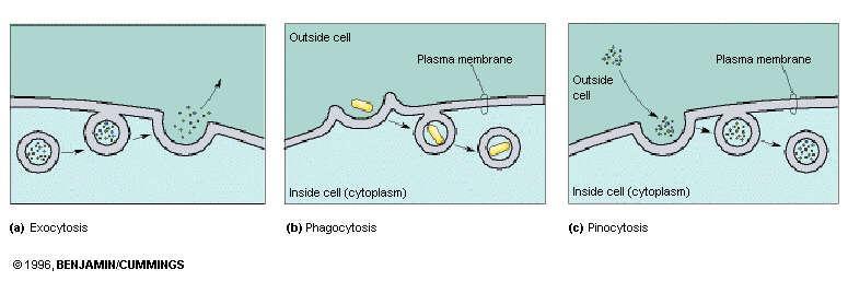 Active Transport Endocytosis: Vesicles or vacuoles fuse with cell membranes. Endocytosis moves substances INTO the cell. Phagocytosis - cell eating, cell takes in large substances E.g. white blood cell (macrophage or neutrophil) eating a bacterium.