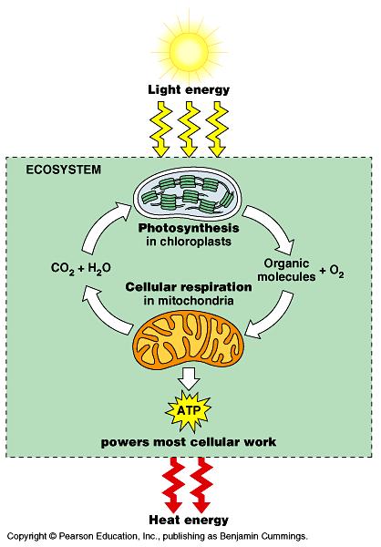 5.3 Cellular Respiration Releases Energy from Organic Compounds During photosynthesis electrons and hydrogen ions are chemically bonded to carbon dioxide reducing it to produce glucose molecules