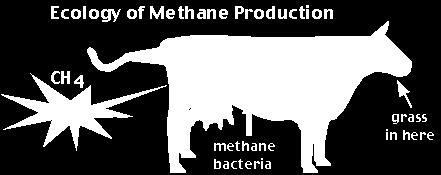 The Products of Anaerobic Respiration The final byproducts are sulfur, nitrite, nitrogen and methane (bacteria living in large intestines live in an anaerobic environment) Fermentation Fermentation