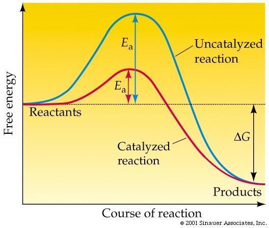 Often these reactions will not naturally occur because they require energy to start This energy required to start a reaction is known as activation energy Catalysts and enzymes reduce the activation