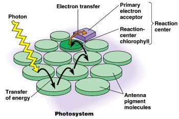 Photosystems In the thylakoid membrane, chlorophyll is organized along with proteins and smaller organic molecules into photosystems.
