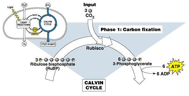 Each turn of the Calvin cycle fixes one carbon.