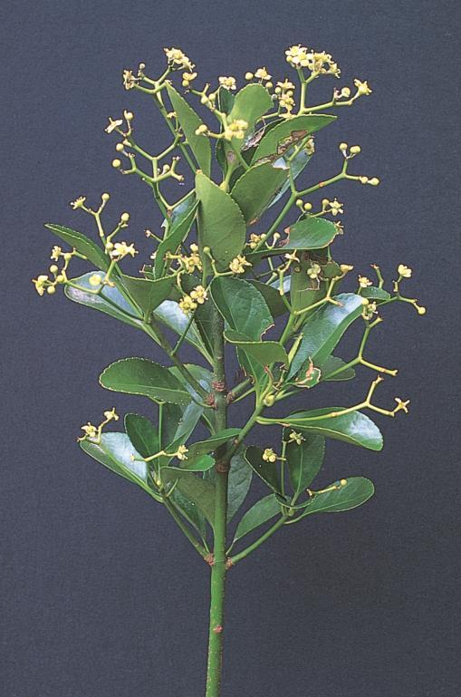 WEED: Japanese spindle tree Euonymus japonicus [up to 7m] This evergreen shrub is spreading into dunes from home gardens, by birds spreading the numerous orange coloured fruit.