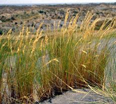 WEED: Marram grass Ammophila arenaria [80cm] Marram grass is an introduced sand binding plant from Europe. It was deliberately planted around New Zealand in coastal areas as a dune stabiliser'.