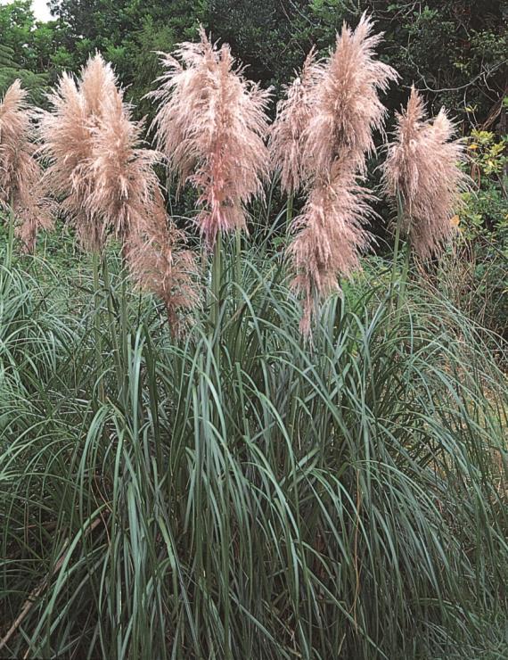 WEED: Pampas grass Cortaderia selloana and C. jubata [up to 4m] Pampas is now more common than the similar (native) toetoe due to the large volumes of wind dispersed seed.