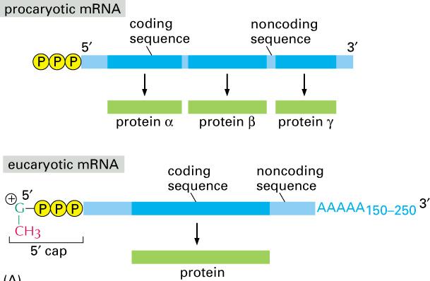 Messenger RNA structure Eukaryotic mrna has additional 5 CAP and 3 poly-a tail Bacterial mrna could have one than