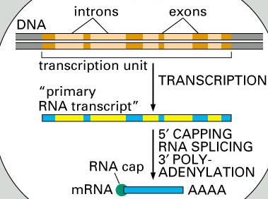 gene (primary RNA transcript).