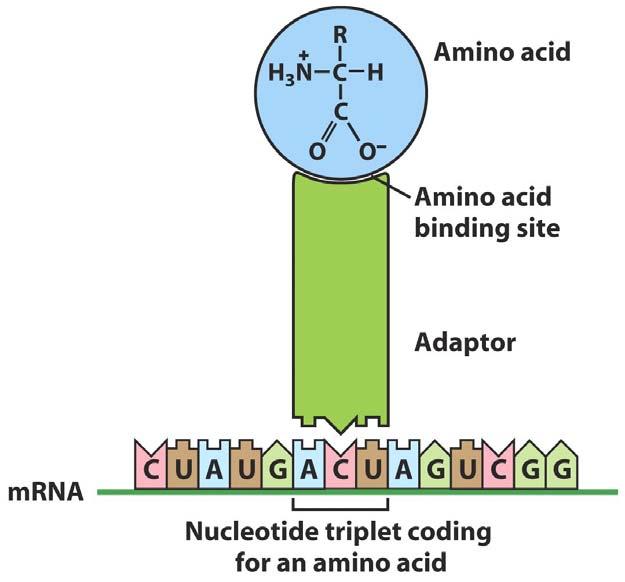 Aminoacyl transfer RNA (trna) : The translators It has codon message and corresponding amino acid There 61 codon combinations for 20 amino