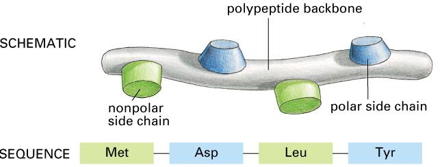 Each protein (polypeptide chain) is synthesized from its amino end (N-end) to C-end, (and the amino acid chain