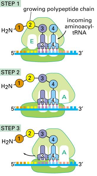 STEP 2: Large ribosome subunit shifts its position, and condensation reaction takes place to attach polypeptide chain into a new peptide came with the AA-tRNA.