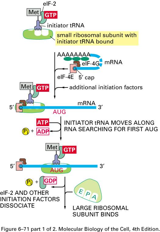 1. Initiation Initiation begins with binding of special AA-tRNA MET (Initiator trna), together with initiation factors to smaller ribosome subunit.