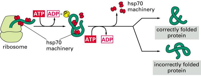 Polypeptide maturation Many proteins require external aid