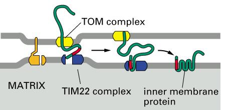 Protein Targeting: Mitochondrial Proteins