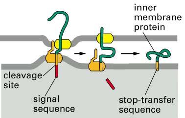 Stop-transfer sequence - recognized by