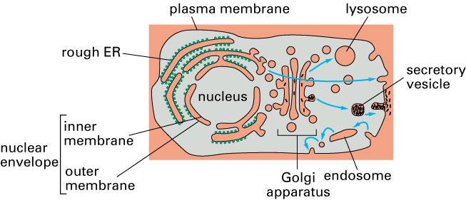 Protein Synthesis for Secretory Pathway Organelles involved in Protein Synthesis for secretory proteins (incl.