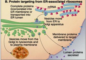 Proteins made with ER-associated ribosomes ER, Golgi proteins Plasma Membrane Proteins Channels, pumps, receptors Adhesion proteins MHC, Glycocalix Phagosomal / Lysosomal Proteins Digesting Enzymes