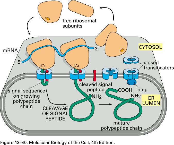 Certain proteins* are translated by ribosomes at cytoplasmic surface of rer; they have specific signal sequence (peptide sequence) at their N-terminus, that will let the synthesized polypeptide to go