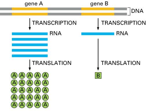 Some proteins are synthesized with amplification; one mrna can be used to manufacture more