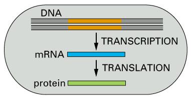 Very Brief Information regarding Transcription Eukaryoric genes ( transcription unit ) include