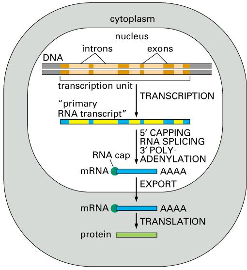 Splicing of the primary RNA transcript (which includes portion from the introns) will yield mature