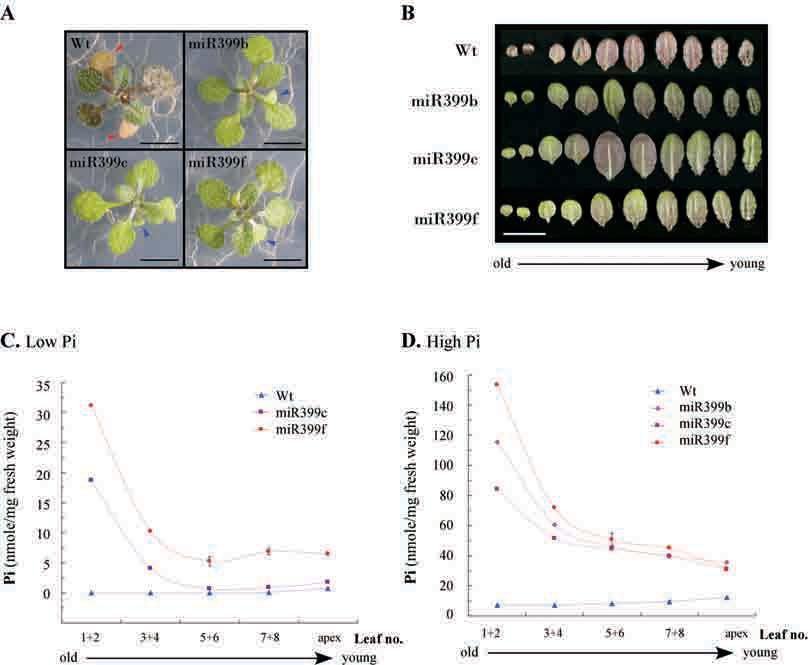 Figure 6. Distribution of Anthocyanin and Pi within Leaves. (A) 8-day-old seedlings were treated under low Pi medium for 12 days.