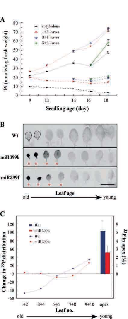 contrast, the Pi concentrations in cotyledons and the first 2 leaves of mir399-overexpressing plants continually increased during the growth period (Figure 7A).